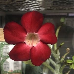 Meet your Posher, Holly